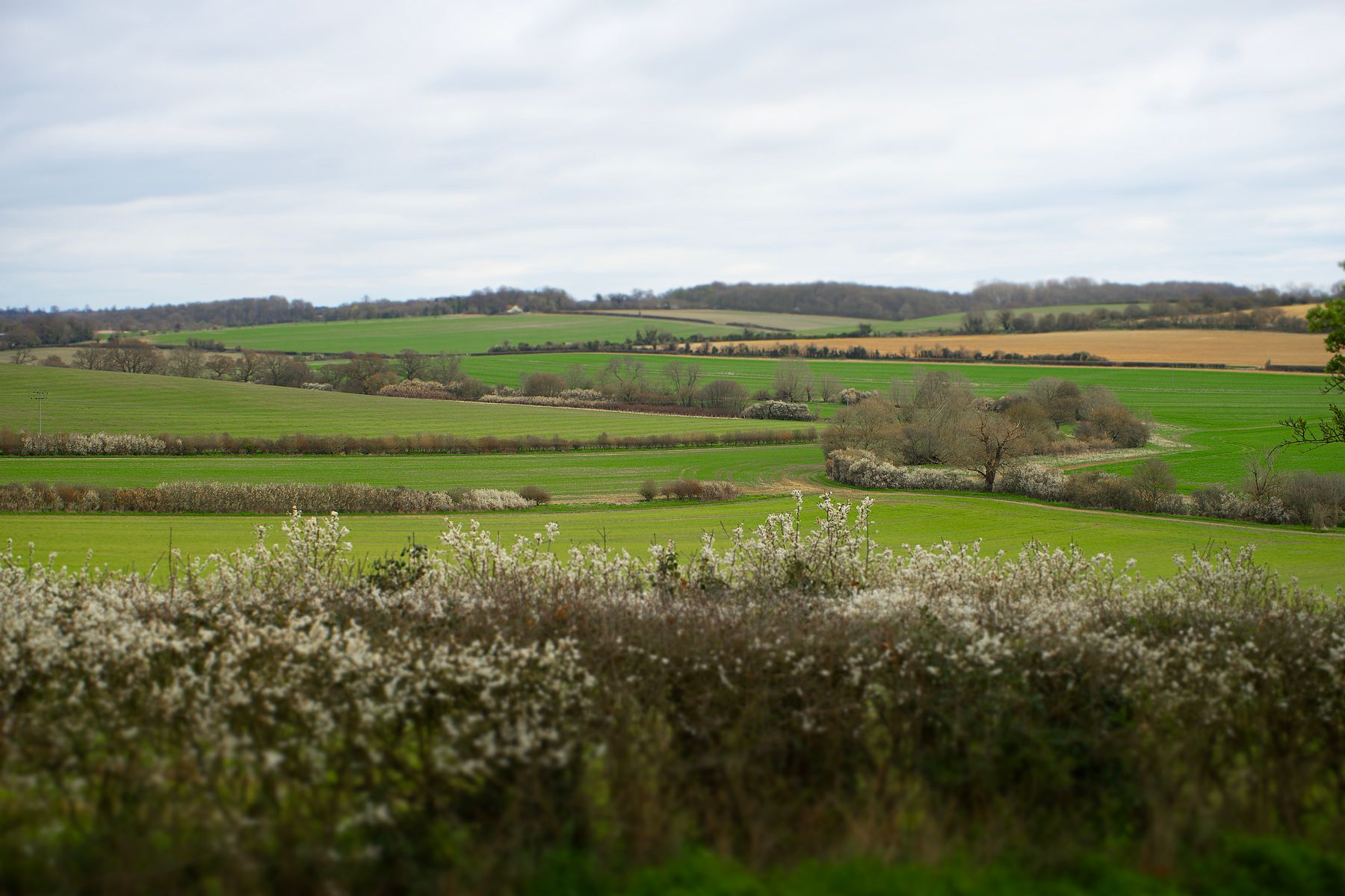 Rolling fields with hedgerows in blossom