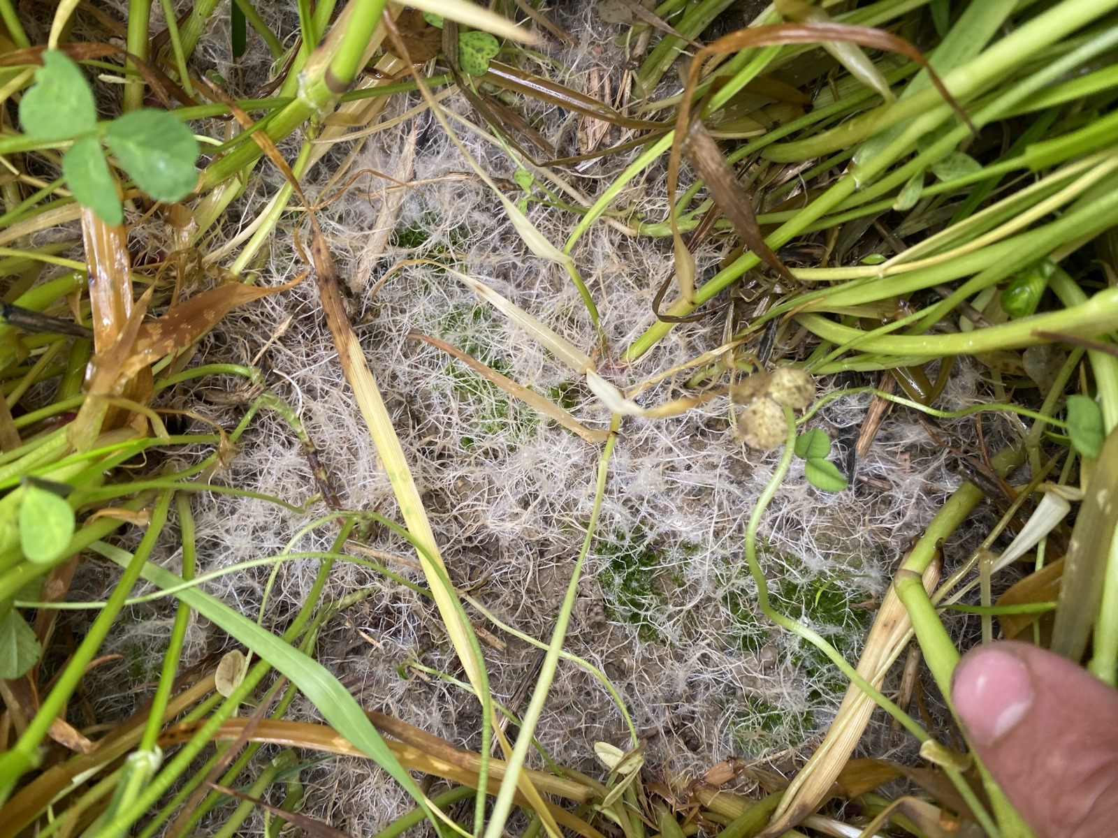 Fungal threads and worm casts in living soil
