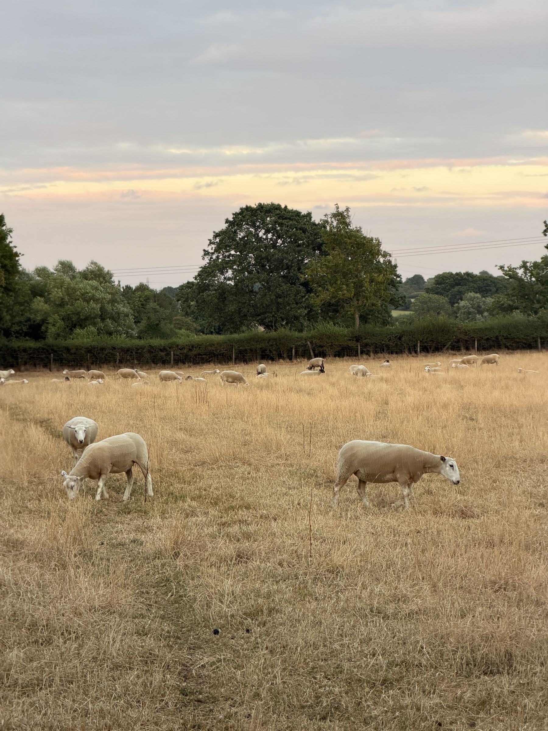 Sheep grazing a dry summer meadow