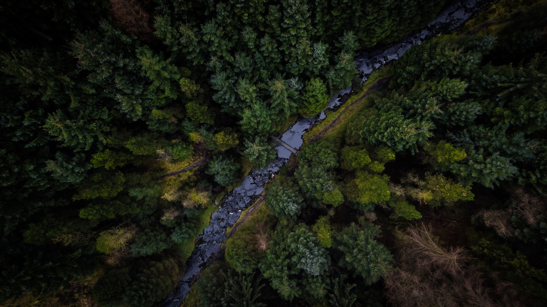 A stream running through woodland, seen from the air